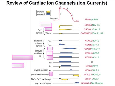 Cardiac Ion Channels 